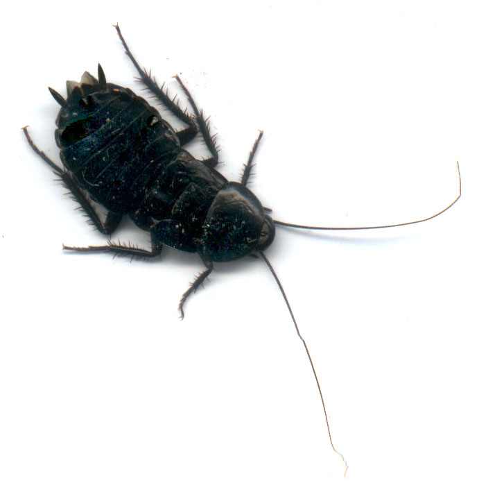 bug